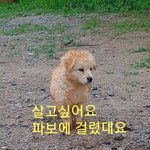 [강아지] 3개월 꼬마가 파보래요
