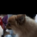 우리집개 두발로 <b>런닝</b>머신한닼ㅋㅋㅋㅋㅋㅋ