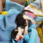 [댓글부탁해] 애들아ㅜ들어와봐 고양이 줍줍했는데