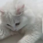 [댓글부탁해] 말만 존1나 자살 자살거리지만 난 세상에서 제일 겁...