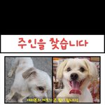 강아지의 주인을 찾습니다