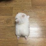근데 <b>이강아지</b> 무슨종이야