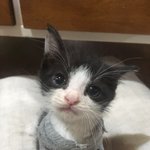 [아깽분양-심쿵주의]발바닥에 곰<b>한</b>마리 키우는 부산-턱시도-두달- <b>숫</b>컷 -...