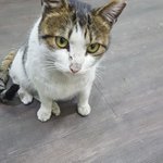 [갱스찾기] 사진이라도한번봐주세요(대구고양이찾습니다)