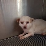 [강아지] 저 살수있을까요?