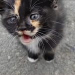 길고양이 나만 싫으냐?