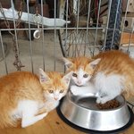 [고양이] 보호소 어린냥이들 좀 봐주세요
