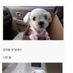 [<b>명랑</b>엽떡] 강아지를 키우면 생기는 일