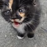 길고양이 개싫음