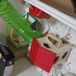 햄스터는 붙으면 죽을때까지 싸우나 도망가지 않나