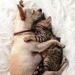 오리 어디가떠 ㅠㅠㅠㅠ 보고<b>시퍼</b> ㅠㅠ