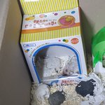 노숙햄스터는 <b>북문</b>이에게 물어뜯겨가지고