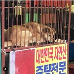 [강아지] 국민청원 도와주세요