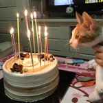 [댓글부탁해] 우리<b>집</b> 고양이가 <b>케이크</b> 먹으려고해서ㅋㅋㅋ