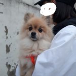 [드루와] 친구 강아지가 넘모 <b>귀여오</b>ㅠㅜㅜㅜㅜㅡㅜ