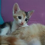 [길고양이] (서울,경기,충북,강원) 유기묘 엄마냥, 아기냥3 가족찾아요^^