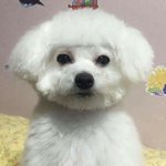 본진 수록<b>곡</b> <b>추천</b>해주면 듣고 감상평 써줄게!