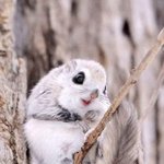 (약혐주의) 이거 편도결석이야??