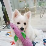 [EXO] ㅎㅇ뽀실이 <b>근황</b>임