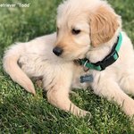 주인 사랑 대단한 두 <b>멍뭉이</b>