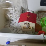 만약 홈플이가 임신을 햇으면~~