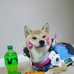 <b>코스</b> 뛰는 댕댕이들