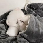 [댓글부탁해] 님덜 <b>섀도</b>우추천조오오오오오오옴