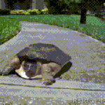 [댓글부탁해] 거북이 <b>미끄럼</b>틀 타는거 멋있어보여?