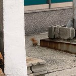 불쌍한 동물들... 좋은곳으로 가