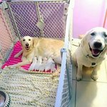 [댓글부탁해] 이 강아지 <b>도발</b>적이야?