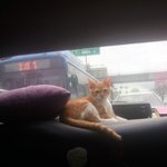 [고양이] <b>개냥</b>이 돼냥이 율무