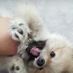 [또치재희동] 우리집 네마리 강아지들 6