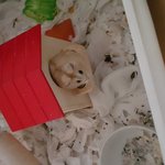 햄스터에 대해서 잘아시는분~~~