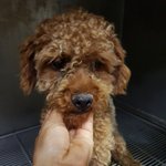 [강아지] 저 살고 싶어요