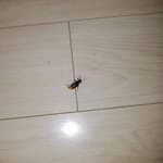 [댓글부탁해] 혐주의)판러들아 이거 무슨<b>벌레</b>야