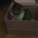 <b>울</b><b>집</b>고양이좀봨ㅋㅋㅋㅋㅋㅋㅋㅋㅋㅋㅋㅋㅋ
