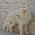 내일 기말고사 <b>점수표</b> 돌리겠지