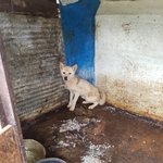 [강아지] 전북 김제 뜬<b>장위</b>의 아이들 구조