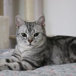 [고양이] 아미랑<b>치치</b>랑 21