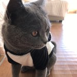 [고양이] 울집 냥이 하루~~*_*