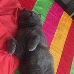 [고양이] 자신감있는 <b>쭈니</b>~~쩍벌남