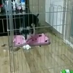 [댓글부탁해] <b>만취</b> 강아지 ㅈㄴ웃김ㅋㅋㅋㅋㅋㅋㅋㅋㅋ