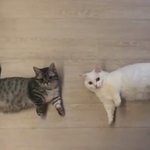 [댓글부탁해] 프사 이걸로하면 넘 <b>세보</b>이냐,,,,,