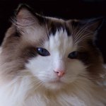 [스카치] 야 <b>도도</b>한건 이런거지