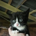 <b>안면근육</b> 좀 쓸 줄 아는 냥이 ㅋ