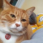 [고양이] 뜬금없이 들어온 뜬금이 근황입니다.