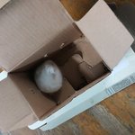 평촌역 이마트에서 사온 <b>평촌</b>이 흰색 햄스터~~~