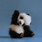 <b>심</b><b>쿵</b>하는 아기 동물들