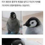 [히동이네] 몸무게 재기 싫었던 아기 <b>펭귄</b>