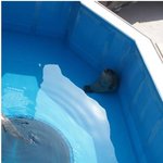 [명랑엽떡] <b>구석</b>에서 몰래 자고있는 물개